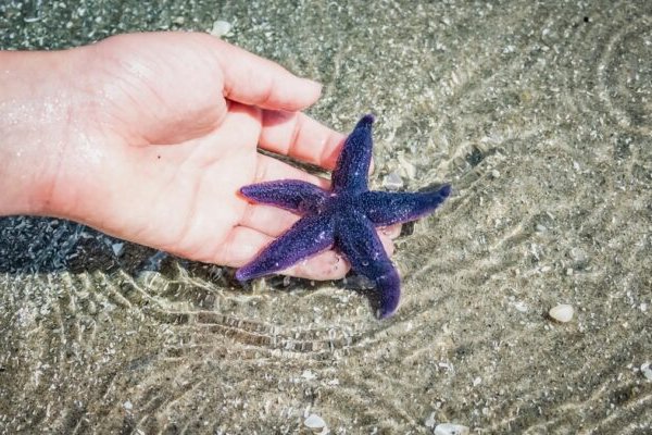 Кракен маркет что это такое